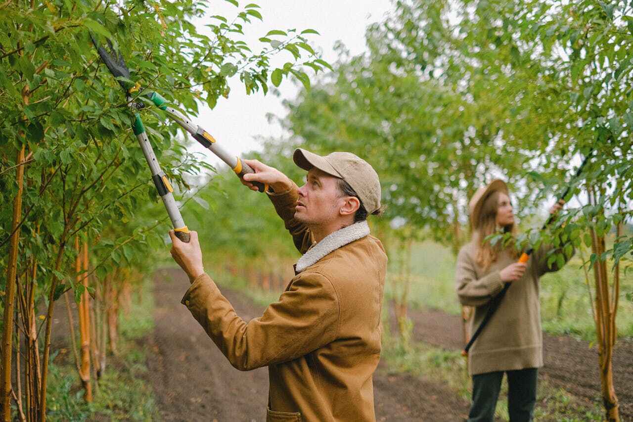 Trusted Longwood, FL Tree Service Experts